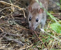 "Leptospirose : 3 cas en réanimation et un chien tué par la "maladie des rats""