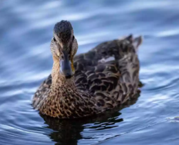 "Grippe aviaire : le niveau d’alerte passe à “élevé”, les chasseurs de gibier d’eau à nouveau concernés"