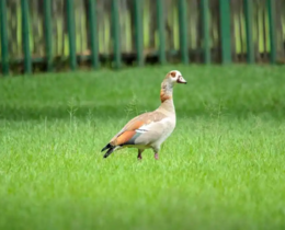 "Territoire de Belfort : la FDC 90 en alerte face à la prolifération de l’Ouette d’Égypte"