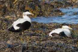 Les scientifiques inquiets au chevet de l'eider à duvet