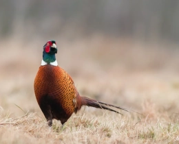 Une étude (anti-chasse?) pointe du doigt les lâchers de faisans comme vecteur de propagation des tiques