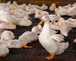 "Grippe aviaire : l’Est de la France en alerte, les restrictions se multiplient"