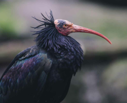 "Ariège : deux ibis chauves aperçus en vallée de Vicdessos, une halte migratoire exceptionnelle"