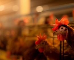 "Moselle : la chasse peut reprendre après la fin des restrictions liées à l’influenza aviaire"