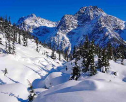 "Lagopède : Le Conseil d'État demande l'interdiction de la chasse pour 5 ans"