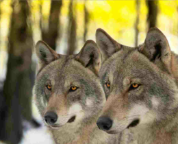 "Un loup abattu avant l'attaque, une première pour le nouveau cadre légal"