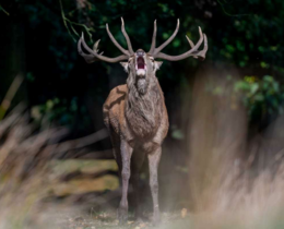 "Maladie du cerf zombie : la menace se rapproche-t-elle de la France ?"