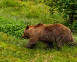 "Ariège : 570 animaux tués, l'ours continue d'étouffer le pastoralisme"