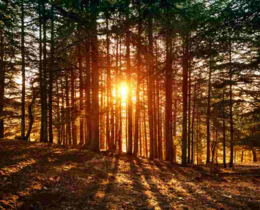 "Landes : alerte au Nématode du pin, 100 000 arbres à abattre en urgence"