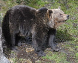 Un randonneur tué par un ours au Japon : la montagne sous tension