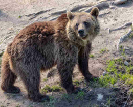 "En Espagne, des ours équipés de colliers GPS pour éviter les conflits avec l’homme"