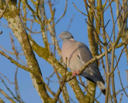 "Palombes dans les Landes : l'énigme des "foies blancs" persiste"