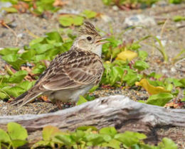 "Le Conseil d’État suspend encore la chasse aux pantes"