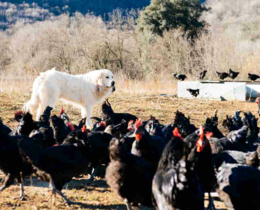 "Hautes-Alpes : un randonneur grièvement blessé par des patous, la montagne sous tension"