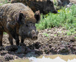 "Suisse la peste porcine progresse en Europe et menace les frontières"