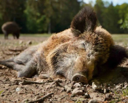 "Suède : comment les chasseurs ont vaincu la Peste Porcine en quelques mois"