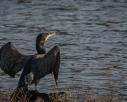 "Aude : le tir de 200 cormorans autorisé, la science donne raison aux pêcheurs"