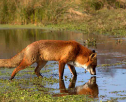 "Aude : les piégeurs, acteurs essentiels de la régulation et du maintien du classement ESOD"