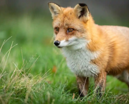 "Dégâts d'ESOD : pourquoi les chiffres officiels sont-ils largement sous-évalués ?"