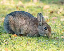 "Haute-Garonne : des lapins sauvés de l'autoroute A64 pour repeupler la campagne"