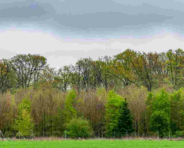 "Forêt de Dreux l'ONF retire le rideau de vènerie malgré son succès technique"
