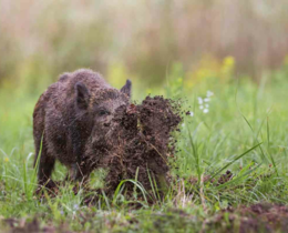 "Hérault : la préfecture veut passer à la vitesse supérieure contre les dégâts de sangliers"