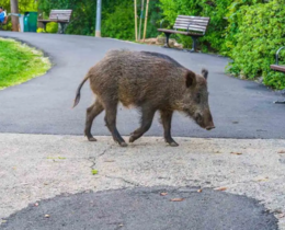 "Fréjus : nourrir les sangliers pourra vous coûter 450 euros"