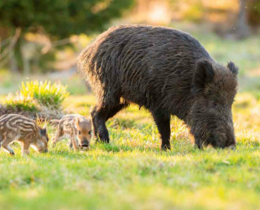 "Moselle : les dégâts de sangliers ravivent les tensions entre agriculteurs et chasseurs"