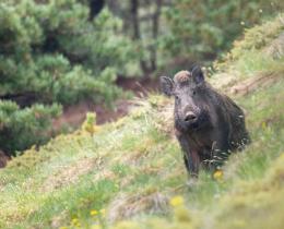 Un homme et son chien attaqués par un sanglier au Bar-sur-Loup