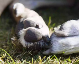 "Hérault : Une chienne de chasse survit une nuit sur une falaise, sauvée par son GPS !"