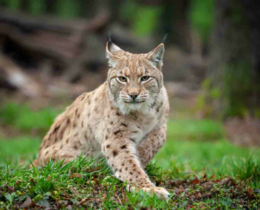 "Doubs : sauvetage périlleux d'un lynx piégé dans une pisciculture à Cusance"