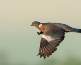 "Sud-Ouest : l’avenir de la chasse à la palombe menacé ?"