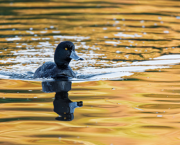 "Fuligule milouin : une réouverture très encadrée dès le 1er octobre"