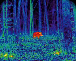 "Est de la France : le tir de nuit thermique autorisé, une mesure qui divise"