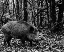 "Morbihan : tirs de nuit autorisés pour réguler les sangliers dans une réserve"