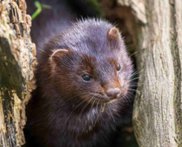 "Dordogne : la FDC 24 en première ligne pour protéger le vison d’Europe, menacé par le vison d’Amérique"
