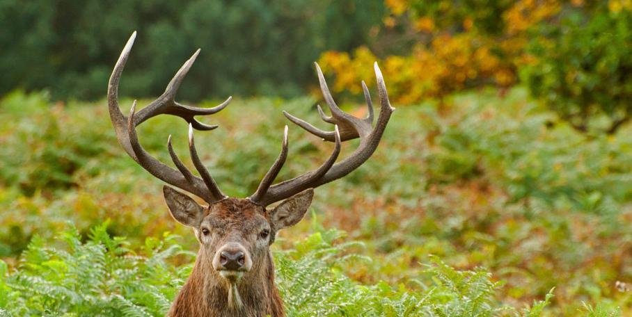 Chasse du cerf au 1er juin : ce que le projet prévoit vraiment