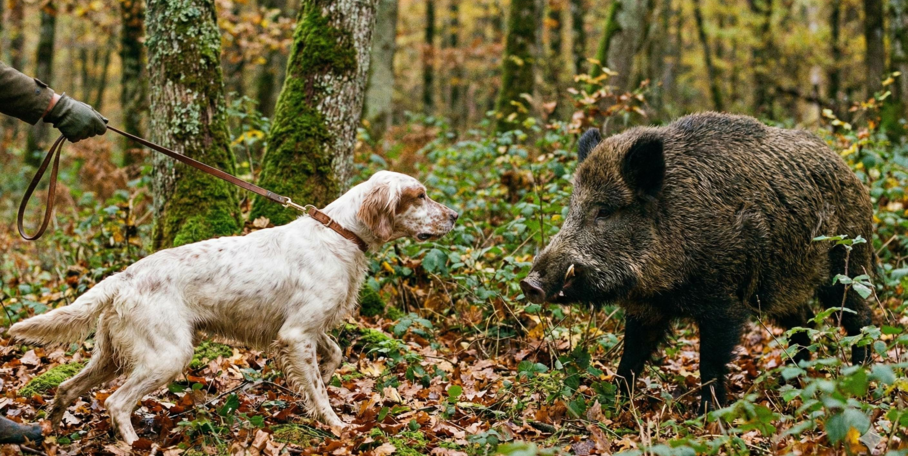 "Cantal : la maladie d’Aujeszky tue trois chiens de chasse à Talizat"