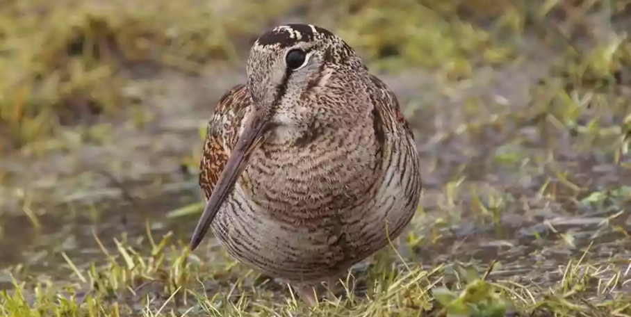 "Grand froid : pourquoi laisser la bécasse tranquille est un devoir"