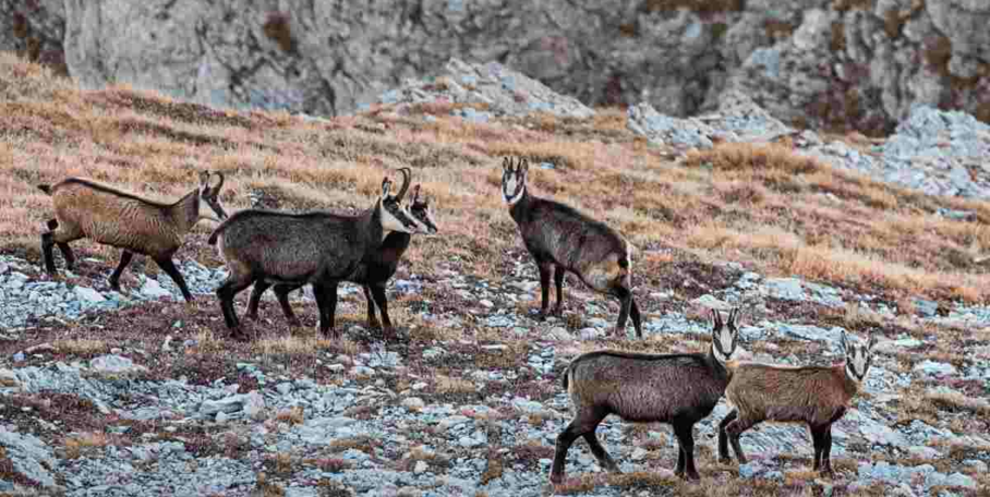 "Alpes-Maritimes : trois chasseurs jugés pour braconnage de chamois dans le Mercantour"