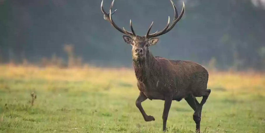 "Le gouvernement tranche : les cerfs et biches ne seront pas classés nuisibles"