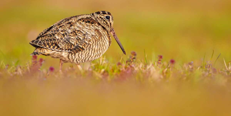 "Migration Bécasse : un pic d'observations confirmé pour ce début décembre 2025"