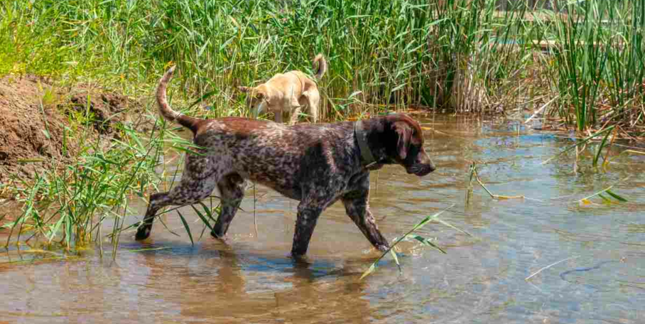 "Maladie d’Aujeszky : une recrudescence inquiétante, plusieurs chiens de chasse touchés"