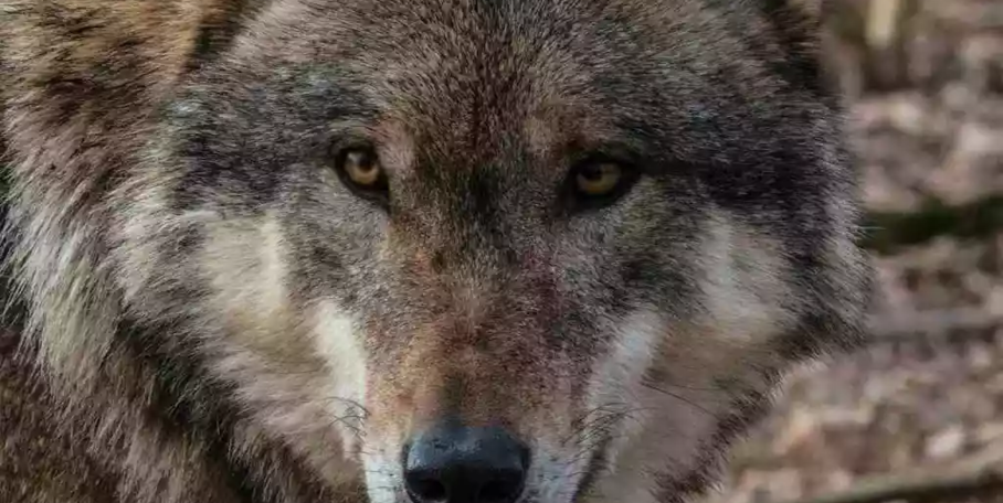 "Suisse : neuf militants pro-loups condamnés pour cyber-harcèlement"