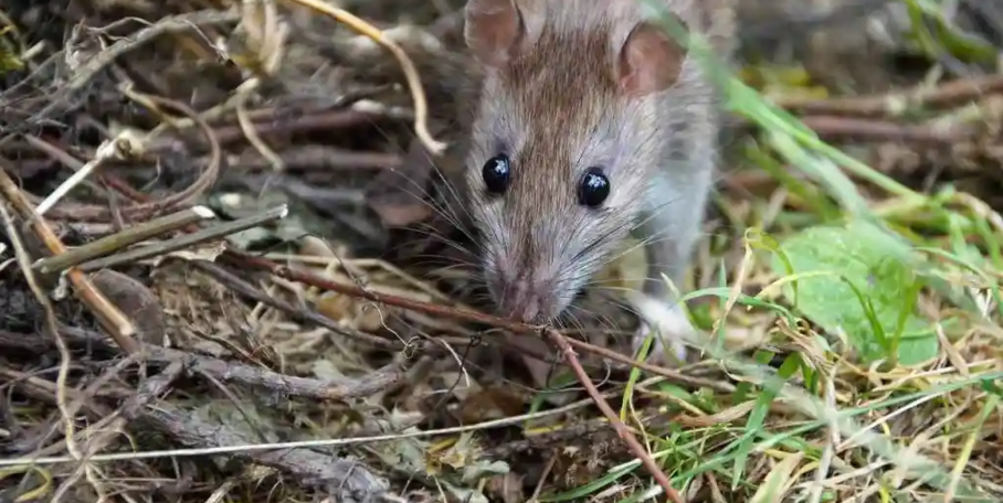 "Leptospirose : 3 cas en réanimation et un chien tué par la "maladie des rats""