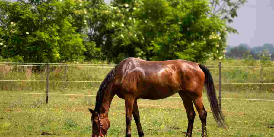 "Somme : l'hippodrome d'Abbeville dévasté par les sangliers annule sa course"