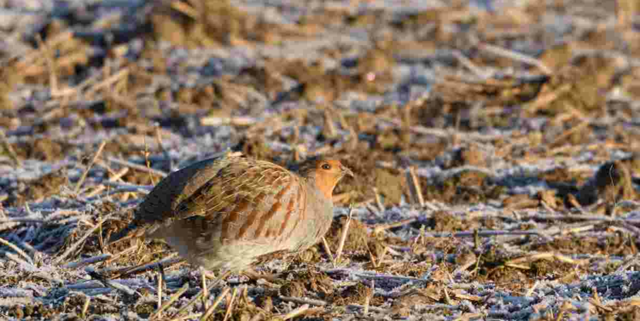"Seine-Maritime : drones et caméras thermiques pour compter les perdrix"