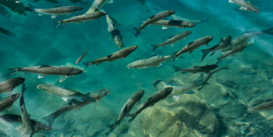 "Pas-de-Calais : hécatombe au domaine de La Calotterie avec un millier de truites empoisonnées"