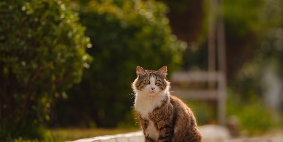 "Nouvelle-Zélande : le pays déclare la guerre aux chats errants pour 2050"