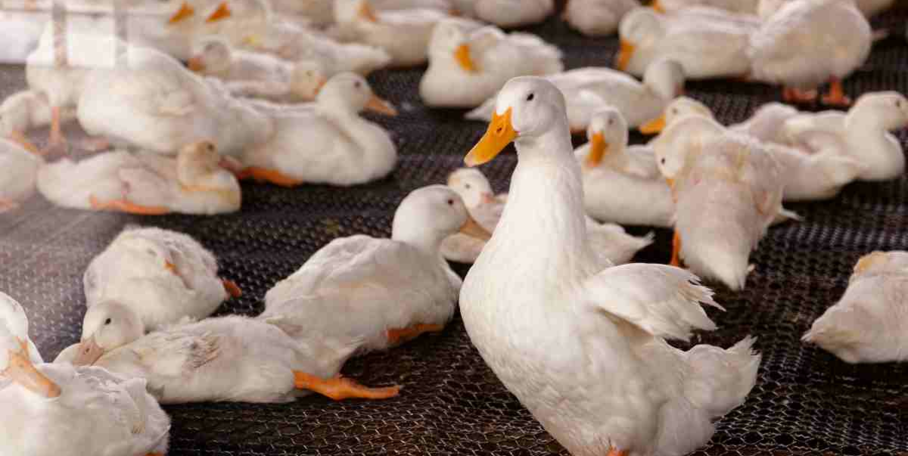 "Grippe aviaire : l’Est de la France en alerte, les restrictions se multiplient"